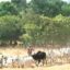 Fulani Herdsmen Kills 20 In A Fresh Attack In Adamawa
