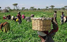 Anchors Borrowers Programme Credit Facility: Farmers Call for Loan Repayment Extension