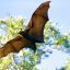 Researchers discover 10 new bat species in Nigerian forest
