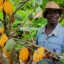 Nigeria To Join Ghana, Cote d’Ivoire To ImplementLID For Cocoa Farmers 