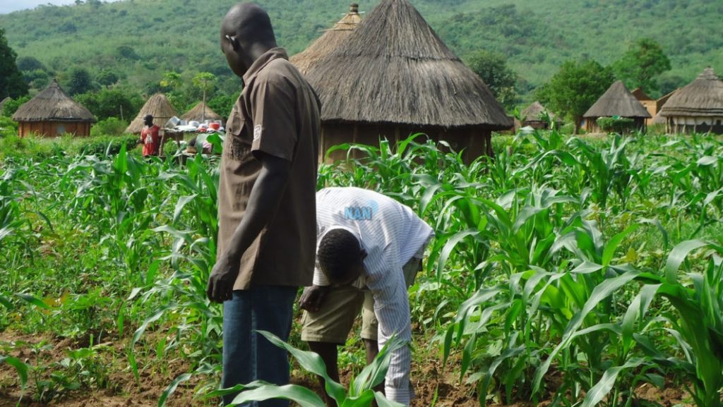 Insecurity: ActionAid urges government to promote insurance for smallholder farmers.
