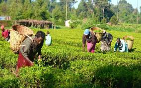 Nigeria Loses N3.5 Trillion Annually To Post Harvest Losses