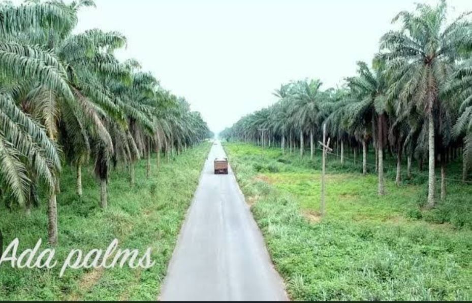 Nigeria’s Palm Oil Production Hits 1.4 Million Tons in 2022/2023, IMO State’s Adapalm Contributes 150 Tons Daily
