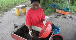 Women Play A Leading Role In Africa’s Insect Food And Feed Value Chain
